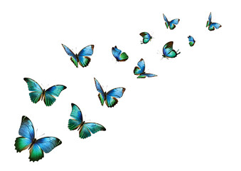 fliegende schmetterlinge