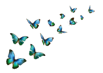 fliegende schmetterlinge