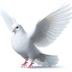 Obraz premium white dove isolated on white background