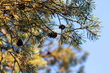 Close up branch and pine cones, blue sky background