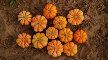 Group of small pumpkins in the garden