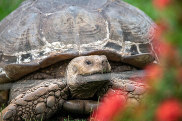 A tortoise on the grass at a park
