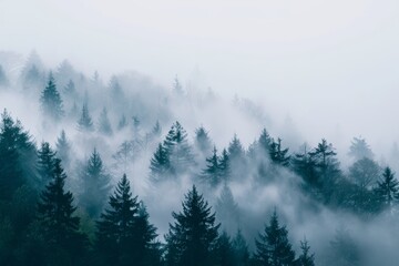 Rolling fog in a foggy forest