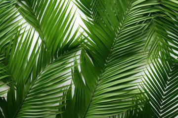 Close-up of a green palm tree