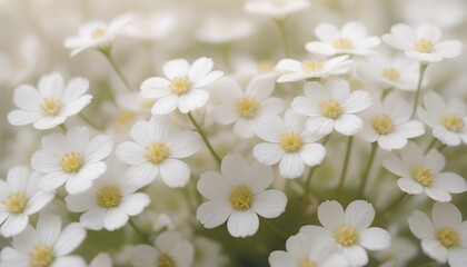 delicate and romantic white background with flowers