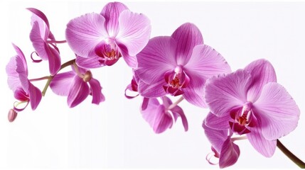 Pink orchid with isolated white background