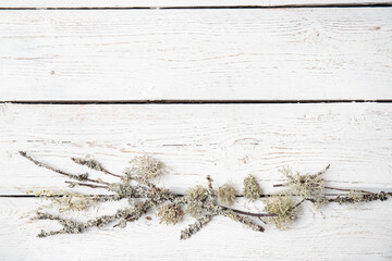 White rough wood board background made with lichen in lower section. Flat lay view with copy space.
