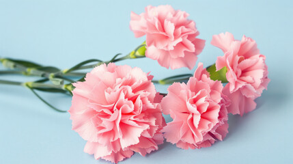  pink carnations on a blue background