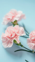  pink carnations on blue background