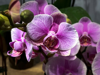 orchid flower closeup 