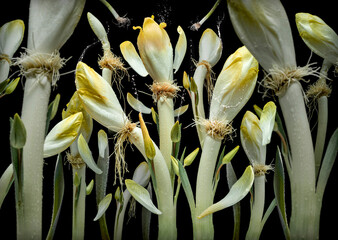 Sweet Green Chicorée