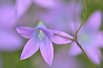 Purple bellflower - Campanula patula