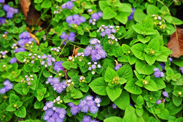 Ageratum conyzoides plant