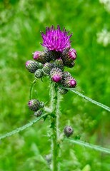 Thistle’s Purple Majesty: A vibrant thistle stands tall, its rich purple crown a regal display amidst the soft green of nature's kingdom