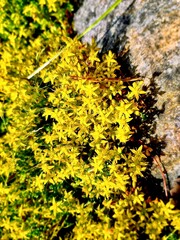 Golden Stonecrop Glow: A sea of yellow stonecrop flowers spills across the ground, illuminating the landscape with their star-shaped blooms