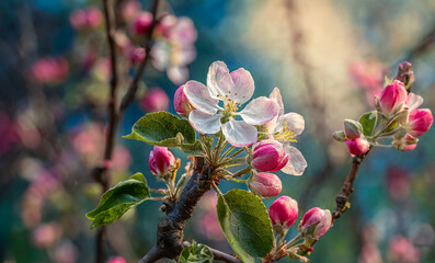 Apple tree blossom flowers branch in the bright blue sky