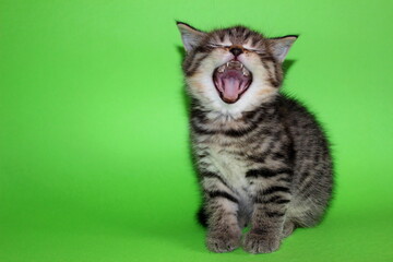 Tabby kitten - little cat open mouth sitting on green background. Cute curious baby tabby kitty...