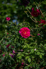 Pink Rose Portrait
