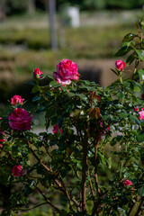 Pink roses in the garden
