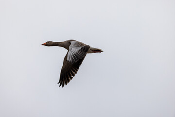 Goose flying by and don't care