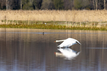 swan on the lake close to water