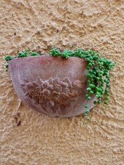 Flower pot with string of pearls plant on the wall. Vertical photo