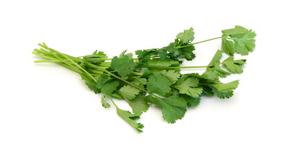 A fresh cilantro bunch on white