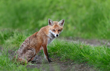 Fototapeta premium Portrait of a red fox sitting in a meadow