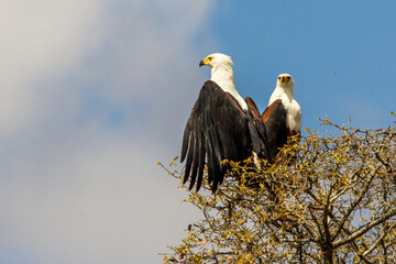 Two African Fish Eagles sitting on a tree top, one with its wings spread, against a bright blue...