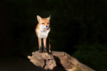 Fototapeta premium Red fox standing on a tree in a forest at night