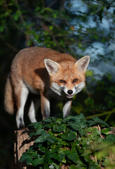 Red fox standing on a tree in a forest