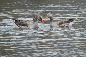 Greylag Goose