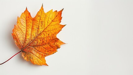 Single autumn leaf against a white background.