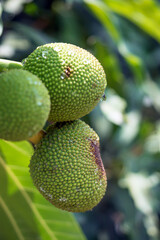 Close up of young breadfruit buds on the tree