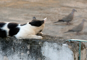 black and white cat standing on a cement fence ,staring at birds . sunny afternoon. selective focus