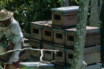 蜜蜂の巣箱を整備する養蜂家