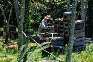 蜜蜂の巣箱を整備する養蜂家