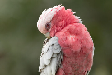A pretty pink and gray Galah, a cute parrot like bird, preening its ruffled feathers in this close up photo taken on the Gold Coast in Queensland, Australia