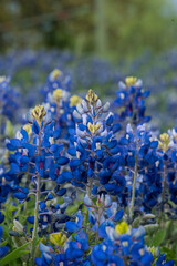 Bluebonnets in Bloom