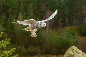 Snowy owls Bubo scandiacus is a monotypical species of owl in the family Strigidae.