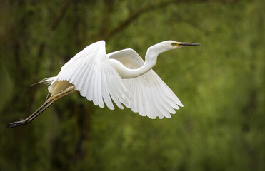 A Great egret flies perpendicular to the camera lens. Close-up great egret in flight with green background.