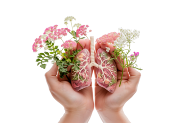 A woman's hand holding a lung organ with flowers isolated on a transparent background. Lung cancer awareness, World Pneumonia Day, Asthma, COPD, Hypertension