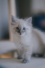 portrait of a fluffy white blue-eyed Ragdoll kitten