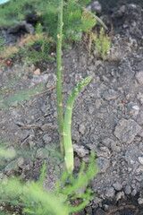 Asparagus Growth: From Soil to Spear
