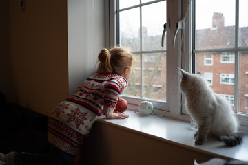 A girl in a warm knitted sweater and a fluffy white Ragdoll kitten look out the window together