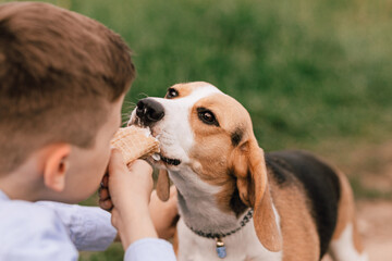 Close-up portrait of a beagle dog eating ice cream with a boy. Concept of summer time and human-pet...
