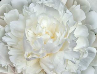 Amazing beauty of white peony flower - macro, summer floral or festive background