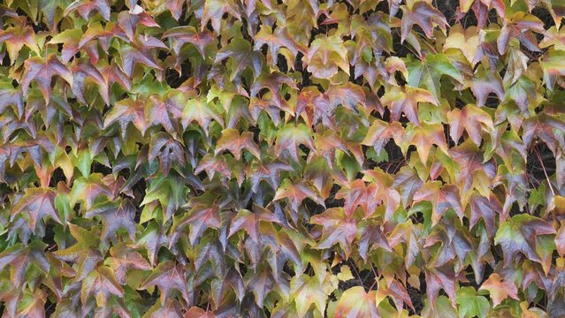 A background video made of colourful yellow and green leaves. 
