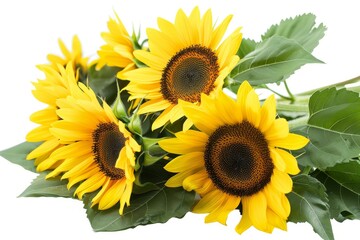 Fototapeta premium Charming sunflower arrangement on a soft transparent white background, ideal for uplifting designs