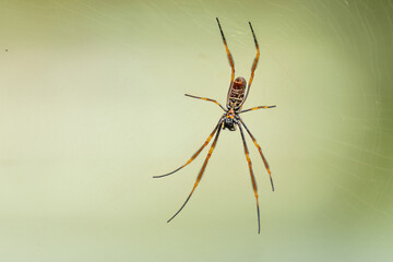 A Garden Orb weaver spider with long legs waiting patiently for its insect prey to fly into its...